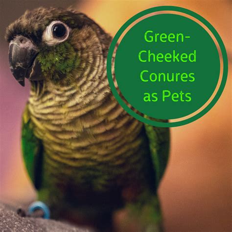 Image result for Conure Parrot Types