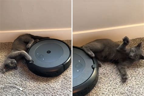 Cat Owners Thought Their Roomba Was Broken, Until They Discovered the ...