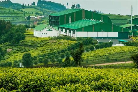Darjeeling Tea Garden Tour in Darjeeling | Pelago