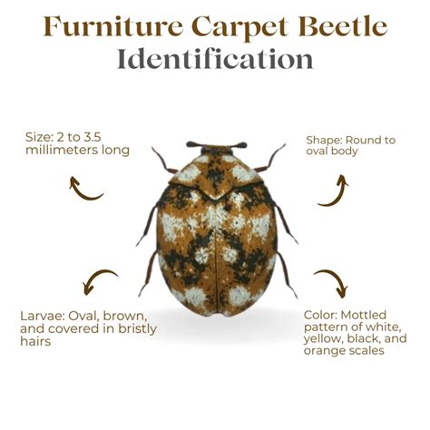 9 Common Carpet Bugs: Identification With Pictures