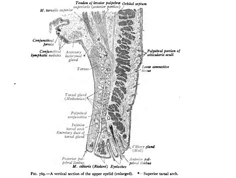 Sobotta 1914 fig.769 - Longitudinal section of the upper eyelid - English labels | AnatomyTOOL
