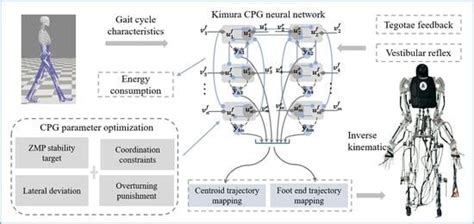 Bio-Inspired Central Pattern Generator for Adaptive Gait Generation and ...