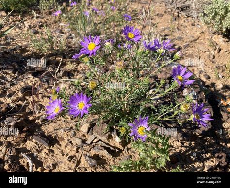 Tahoka daisy (Machaeranthera tanacetifolia Stock Photo - Alamy