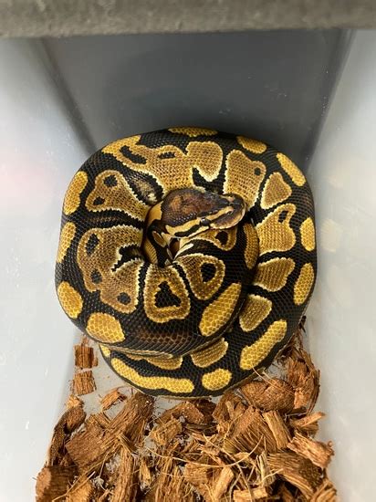 Wicked Wicked Reptiles Ball Python 的图像结果