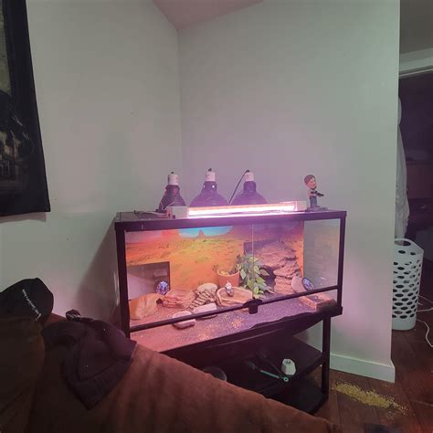 Best flooring for a bearded dragon enclosure : r/BeardedDragons