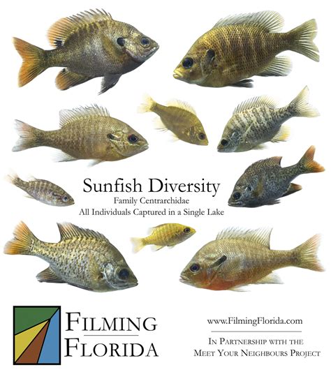 Sunfish Celebration