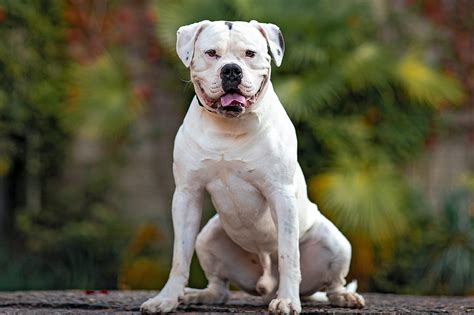American Bulldog Dog Breed - Dog World