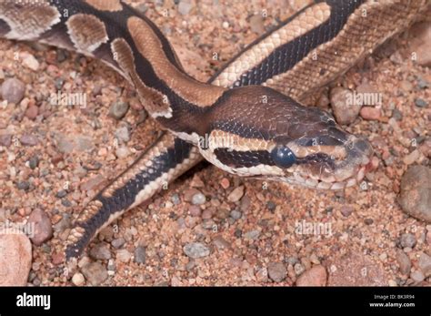 Image result for Wild Royal Python