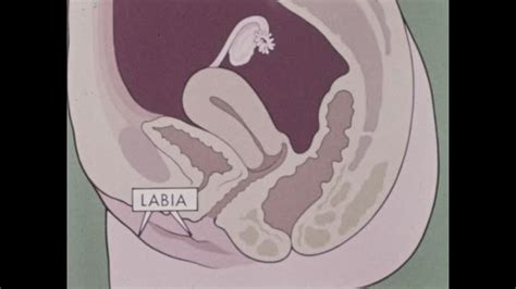 Image result for Female Reproductive System Animation