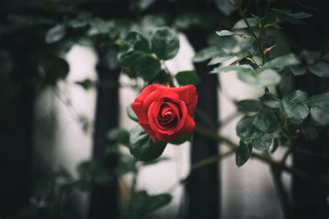一朵孤独的玫瑰摄影图素材图片下载-万素网