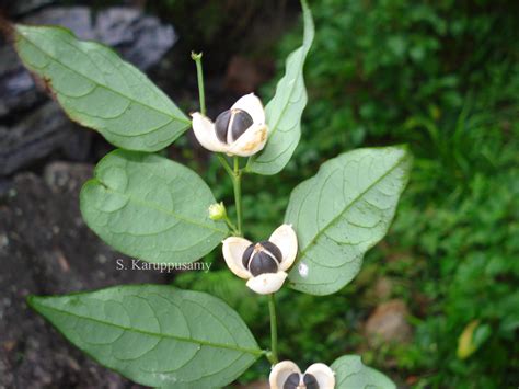 India Flora Online