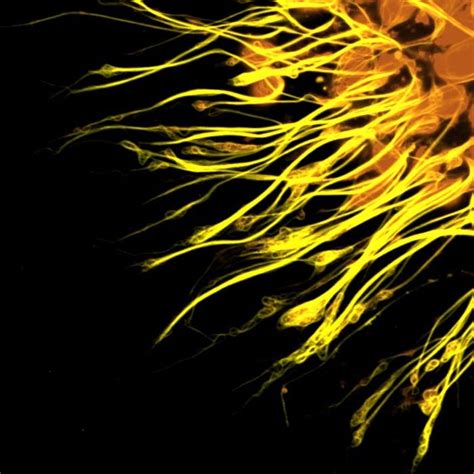 Image result for Brain Under Microscope