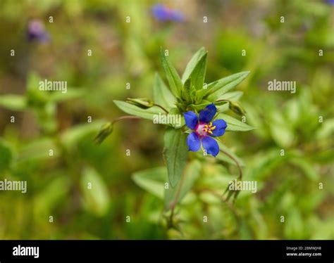 Lysimachia arvensis, Scarlet pimpernel Flower Stock Photo - Alamy