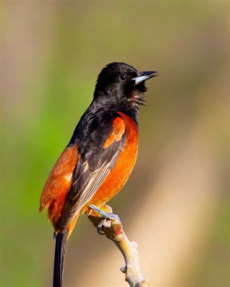 21 Black and Orange Birds (With Pictures)