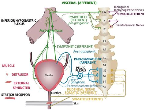 How To Relieve Bladder Pain