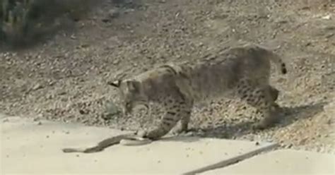 Video: A lethal battle between a bobcat and a rattlesnake (with an ...