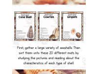 Seashell Sorting Activity 的图像结果