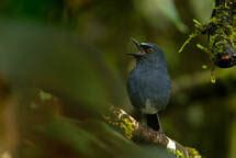 SHOLA SKY ISLANDS - Bird Lab