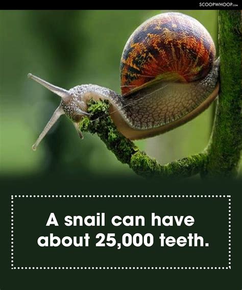 Most Random Facts 的图像结果