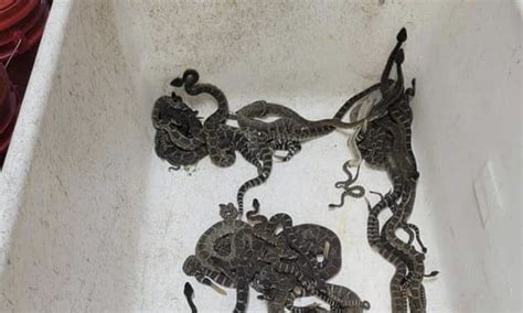 Snake Scare: Woman Shocked to Find More Than 90 Rattlesnakes Under Her ...