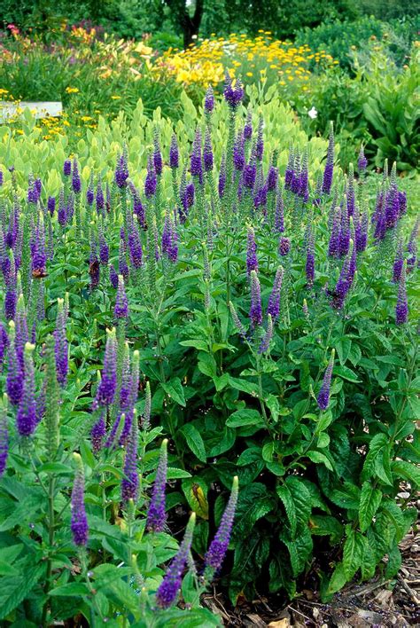 24 of the Best Perennials for Adding Color to Your Garden