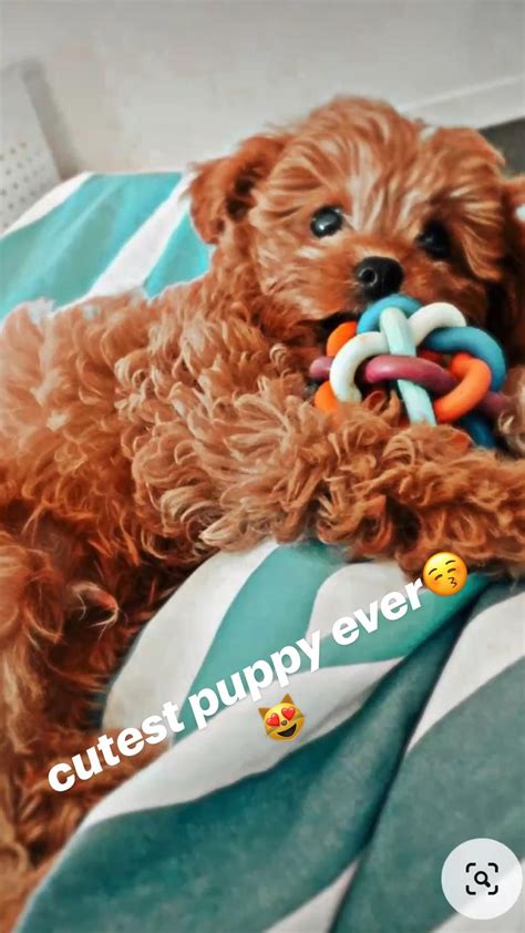 Image result for Cockapoo vs Labradoodle