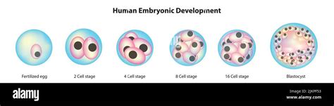 Image result for Evolutionary Development
