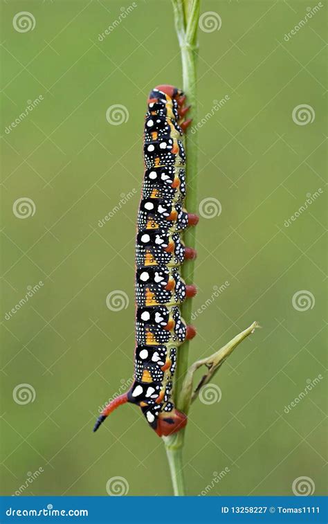 Black - red caterpillar stock image. Image of garden - 13258227