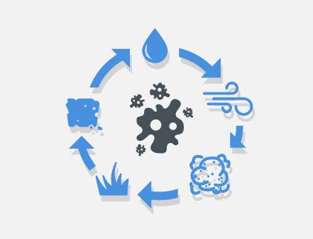 Image result for Pythium Root Rot Signs