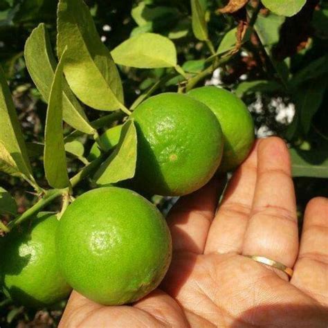 Green Paradise Original Desi Lemon (Kagzi Lemon)Plant – GreenParadiseLive