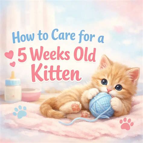 How To Care For A 5 Weeks Old Kitten: Gentle Weaning And Daily Routine