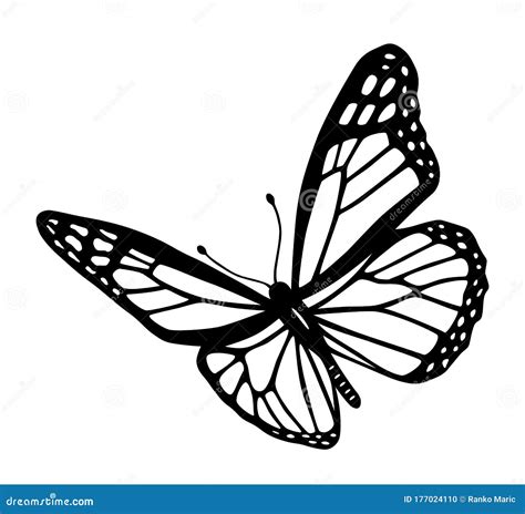 Black And White Butterfly