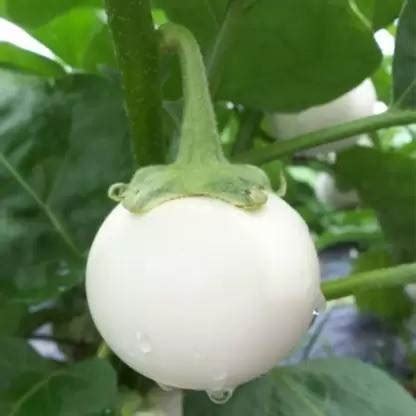 MAA Brinjal white round, Eggplant Seed Price in India - Buy MAA Brinjal ...