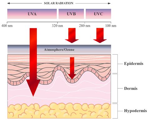 Nutraceuticals for Skin Care: A Comprehensive Review of Human Clinical ...