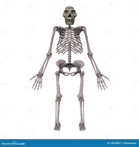 Australopithecus Sounds 的图像结果