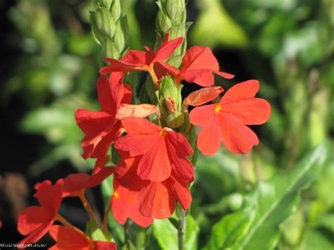 Crossandra infundibuliformis firecracker flower kanakambaram ...