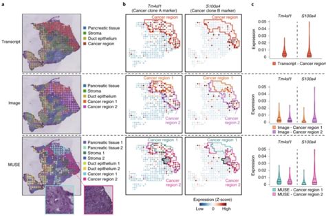 Morphospace Local Optima 的图像结果