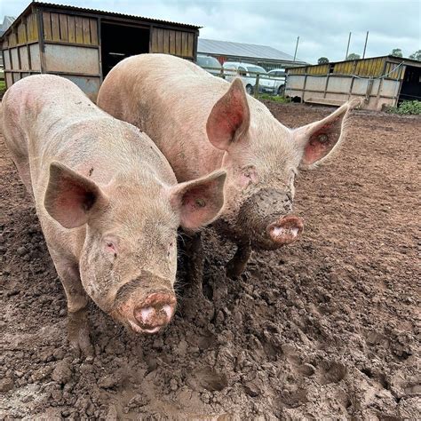 ROSE FARM SHOP (2026) All You Need to Know BEFORE You Go (with Photos ...