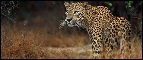 Sri Lanka Tour Operator : Arunalu SL Driver Tours : Sri Lanka Tourist ...