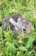 Image result for Brown Baby Bunnies Looking at You