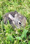 Image result for Cute Cuddly Baby Bunny