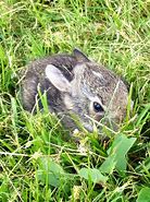 Image result for Cute Baby Dwarf Bunnies
