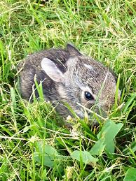 Image result for Baby Wild Rabbit Closed Eyes