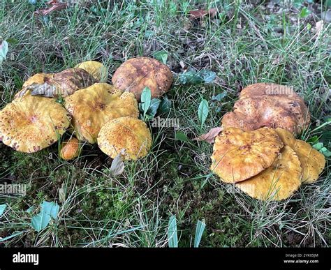 Chicken Fat Mushroom (Suillus americanus Stock Photo - Alamy