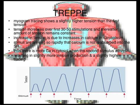 Image result for Treppe Muscle Contraction