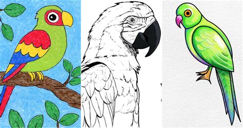 Image result for How to Draw Simple Parrot