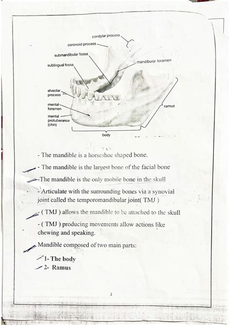 SOLUTION: Anatomy body of mandible ramus of mandible division of the skull tmj - Studypool