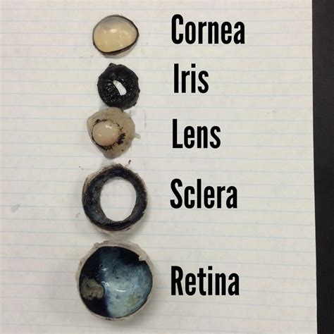 Cow Eye Dissection Labeled