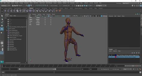 3D Male Full Body Anatomy Negroid Rigged for Maya | 3D Molier International