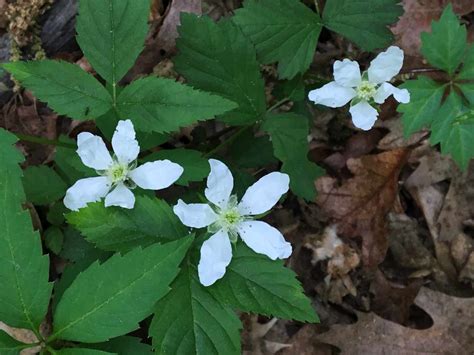 Forest Floor Plants | Trailside Museums and Zoo